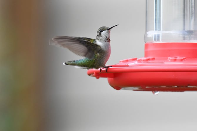 All Abuzz With Arizona Hummingbirds