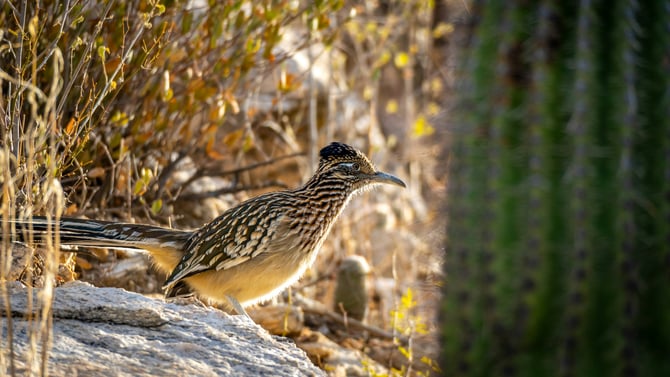 Wiley Coyotes and Resolute Roadrunners
