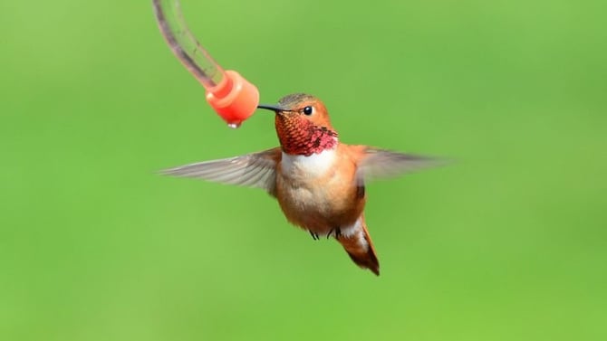 All Abuzz With Arizona Hummingbirds