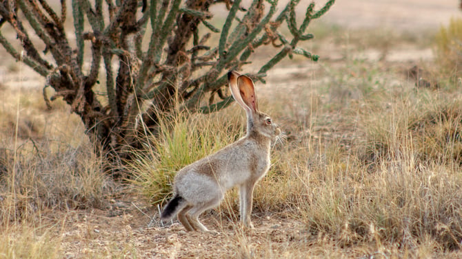 Jumpin’ Jack Flash: The Jackrabbits’ Tale