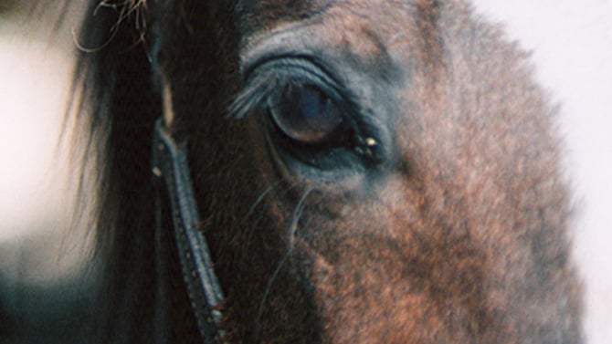 The Legend of Diamond Spirit Ranch