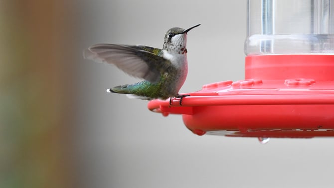 All Abuzz With Arizona Hummingbirds