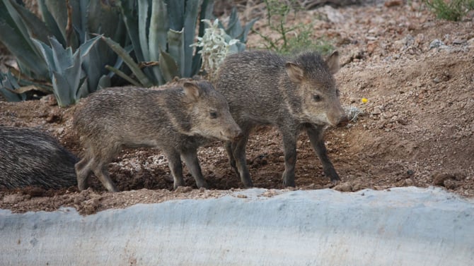 Peccaries, Not Pigs, Please!