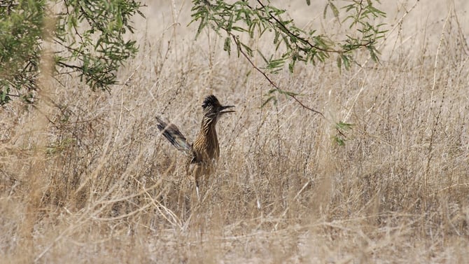 Wiley Coyotes and Resolute Roadrunners