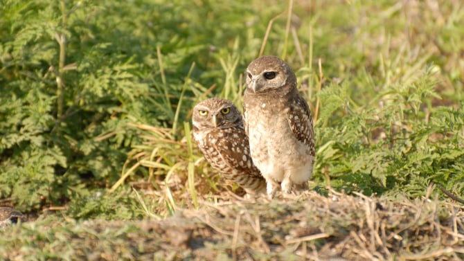 Don’t Miss Our Burrowing Owls